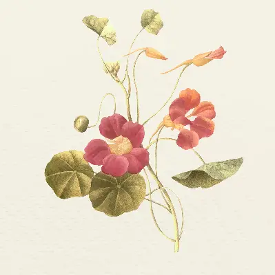 Estores de rolo interiores para janela Flor