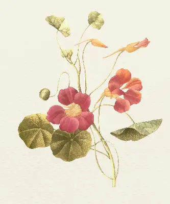 Estores de rolo interiores para janela Flor