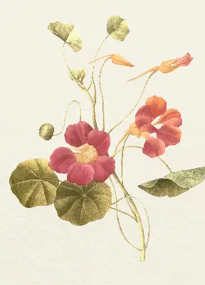 Estores de rolo interiores para janela Flor