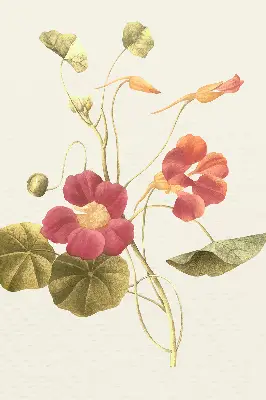 Estores de rolo interiores para janela Flor