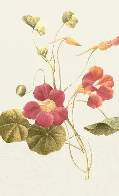 Estores de rolo interiores para janela Flor