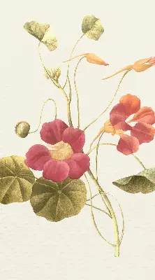 Estores de rolo interiores para janela Flor