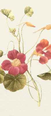 Estores de rolo interiores para janela Flor
