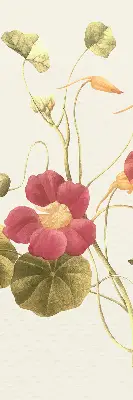 Estores de rolo interiores para janela Flor