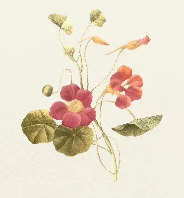 Estores de rolo interiores para janela Flor