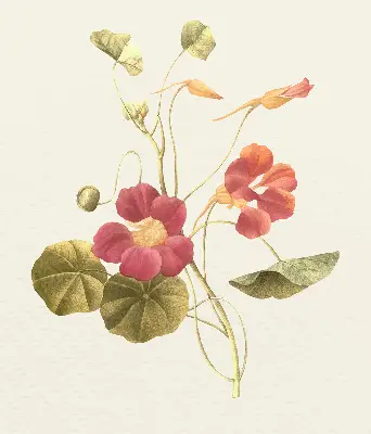 Estores de rolo interiores para janela Flor