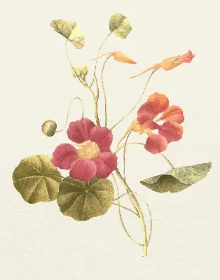 Estores de rolo interiores para janela Flor