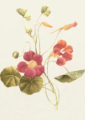 Estores de rolo interiores para janela Flor