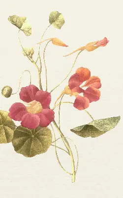 Estores de rolo interiores para janela Flor