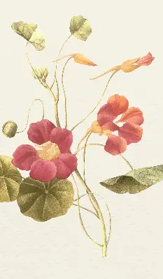 Estores de rolo interiores para janela Flor