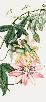 Estores de rolo para janela Flor rosa