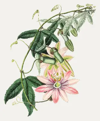 Estores de rolo para janela Flor rosa