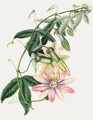 Estores de rolo para janela Flor rosa