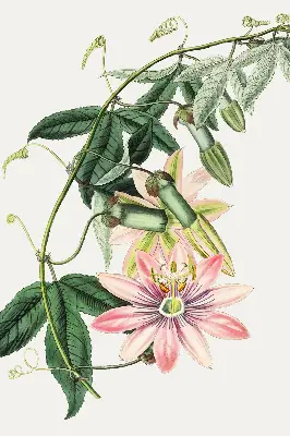 Estores de rolo para janela Flor rosa