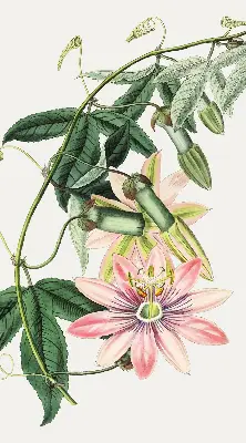 Estores de rolo para janela Flor rosa