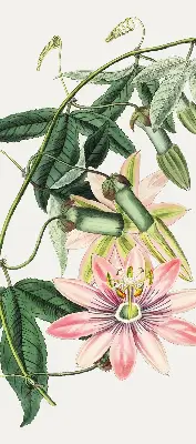 Estores de rolo para janela Flor rosa