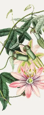 Estores de rolo para janela Flor rosa