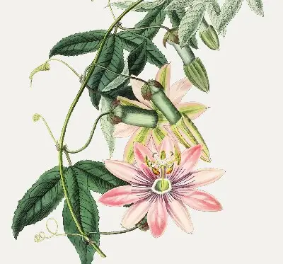 Estores de rolo para janela Flor rosa
