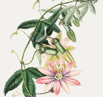 Estores de rolo para janela Flor rosa
