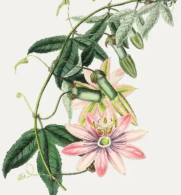 Estores de rolo para janela Flor rosa