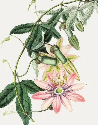 Estores de rolo para janela Flor rosa