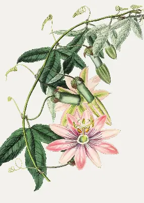 Estores de rolo para janela Flor rosa