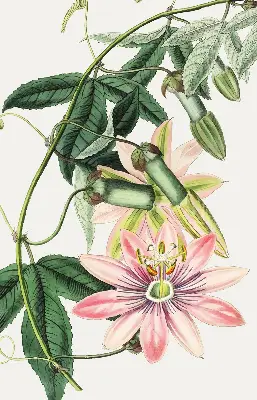 Estores de rolo para janela Flor rosa