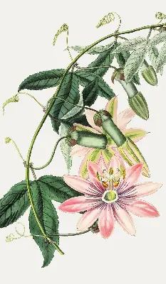 Estores de rolo para janela Flor rosa