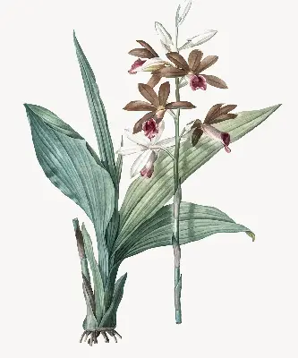 Estores de rolo para porta de varanda Flor