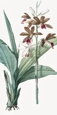 Estores de rolo para porta de varanda Flor
