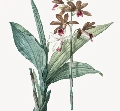 Estores de rolo para porta de varanda Flor