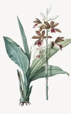 Estores de rolo para porta de varanda Flor