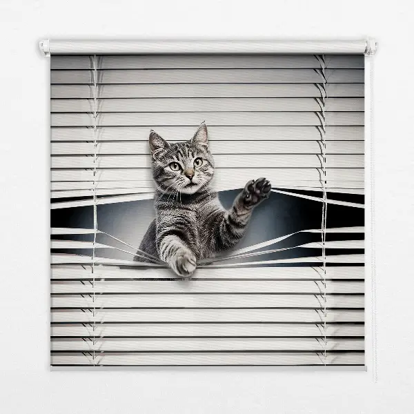 Estores de rolo interiores Gato