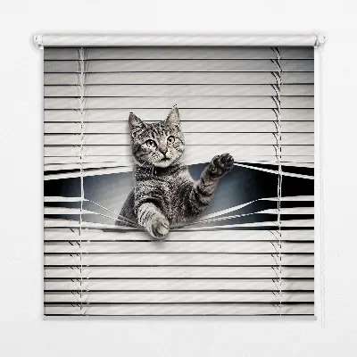 Estores de rolo interiores Gato