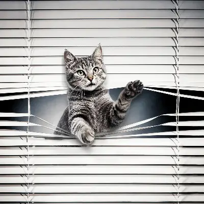 Estores de rolo interiores Gato