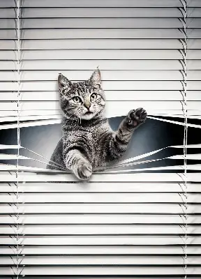 Estores de rolo interiores Gato