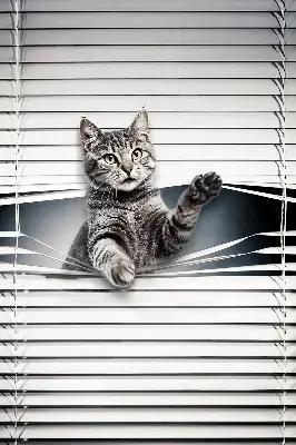 Estores de rolo interiores Gato