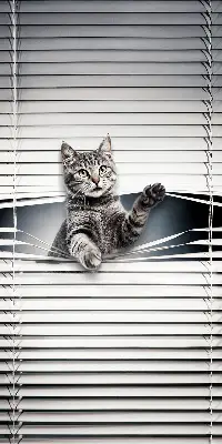 Estores de rolo interiores Gato