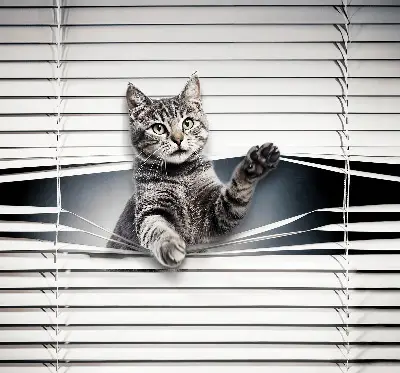 Estores de rolo interiores Gato