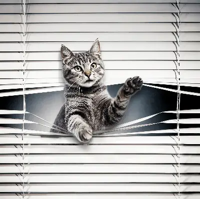 Estores de rolo interiores Gato