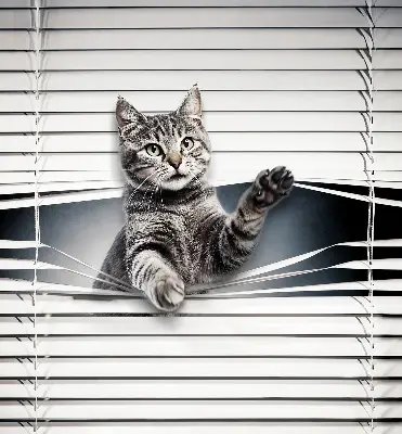 Estores de rolo interiores Gato
