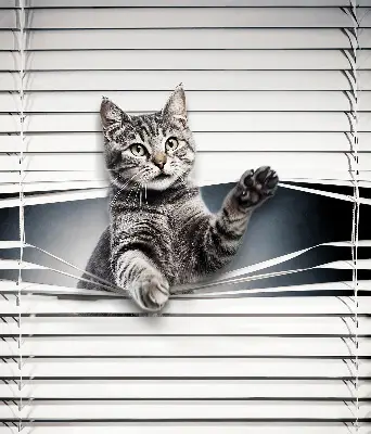 Estores de rolo interiores Gato
