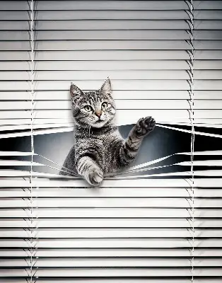 Estores de rolo interiores Gato