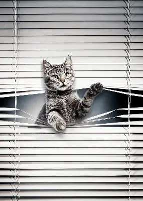 Estores de rolo interiores Gato