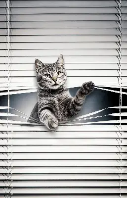 Estores de rolo interiores Gato