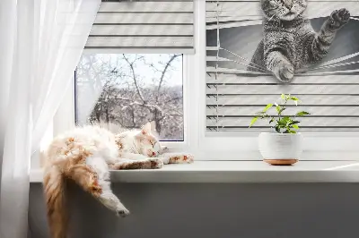 Estores de rolo interiores Gato