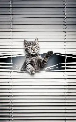 Estores de rolo interiores Gato