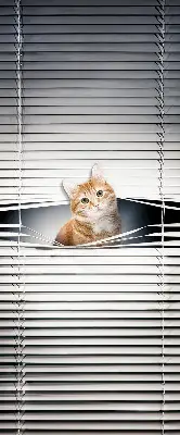 Estores de rolo para porta de varanda Gato ruivo