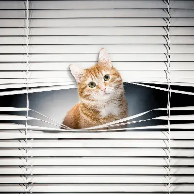 Estores de rolo para porta de varanda Gato ruivo