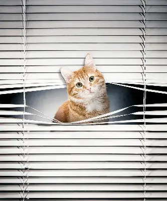 Estores de rolo para porta de varanda Gato ruivo